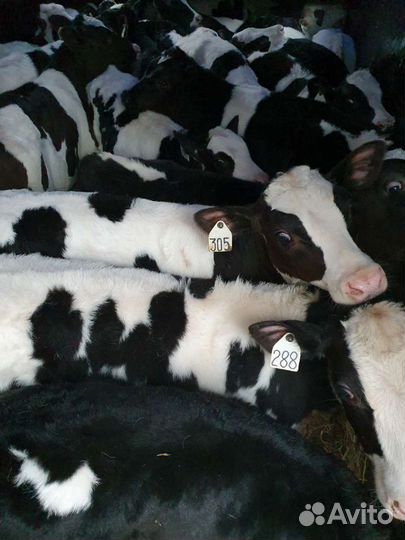 Бычки телята