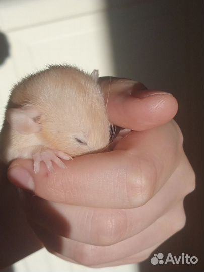 Крысята Фавн Дамбо Рекс и Фавн Дамбо