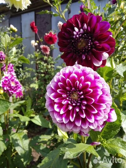 Георгины клубни