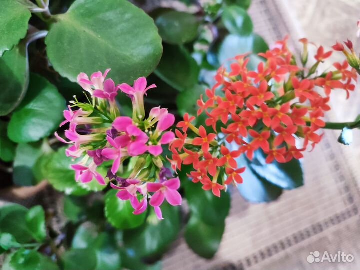 Каланхоэ цветущий