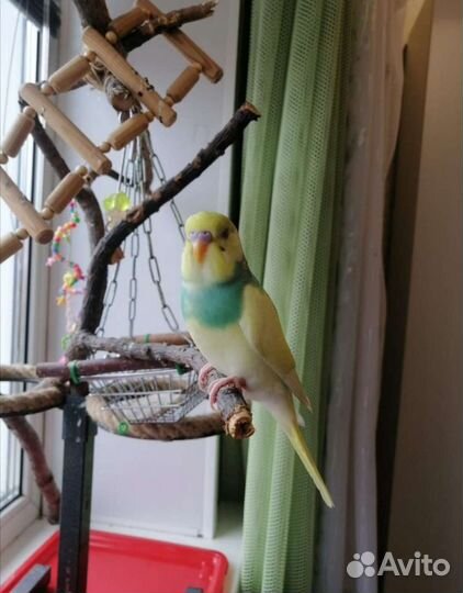 Ручные птенцы волнистого попугая