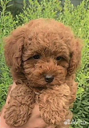 Той-пудель девочка