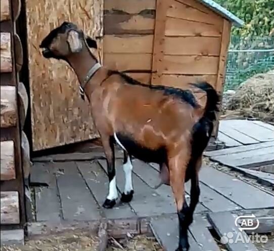 Дамасские Шами