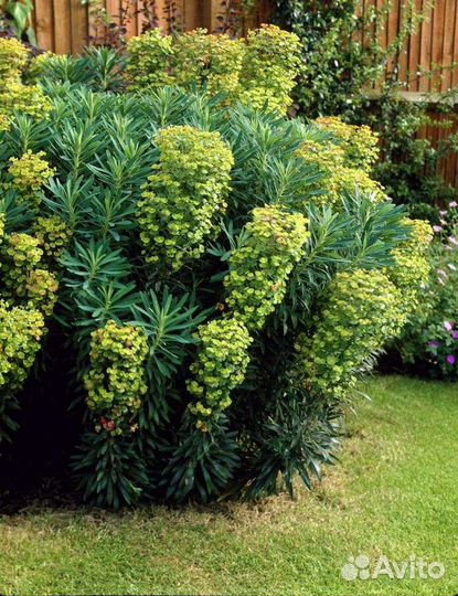 Молочай Кипарисовый