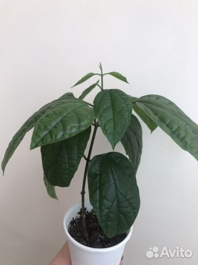 Клеродендрум томпсон