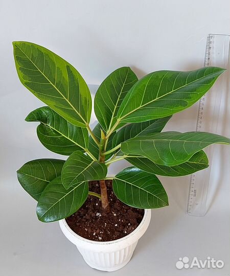 Фикус Бенгальский Тигр