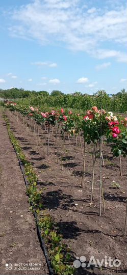 Саженцы розы