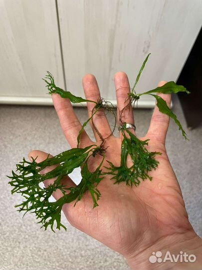 Индийский папоротник, папоротник Болбитис