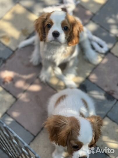 Спаниель кавалер кинг чарльз девочки