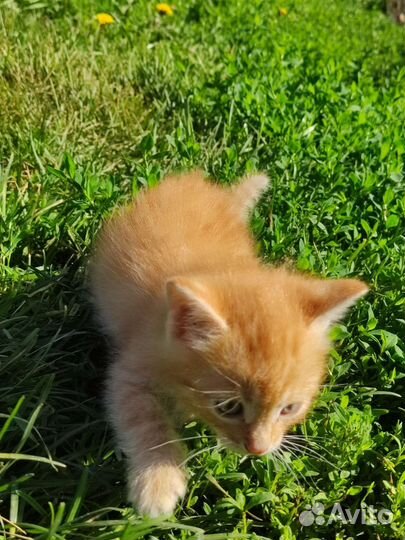 Котята в добрые руки мальчик и девочка