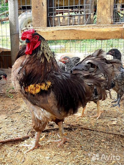 Петухи. Лакеданзи, Леггорн и пр