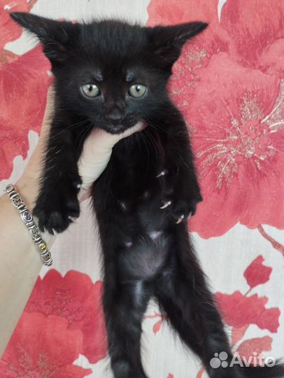 Котята (папа - Вислоухий британский котик)