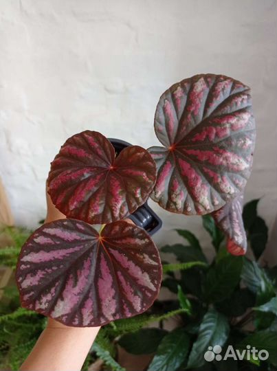 Бегония декоративно лиственная