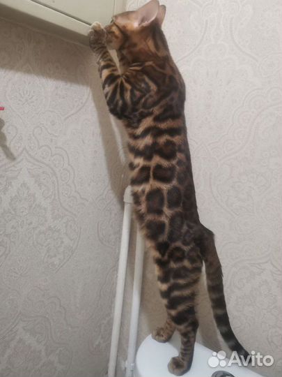 Бенгальский кот Вязка