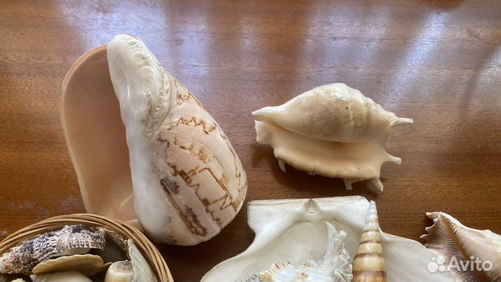 Морские ракушки раковины