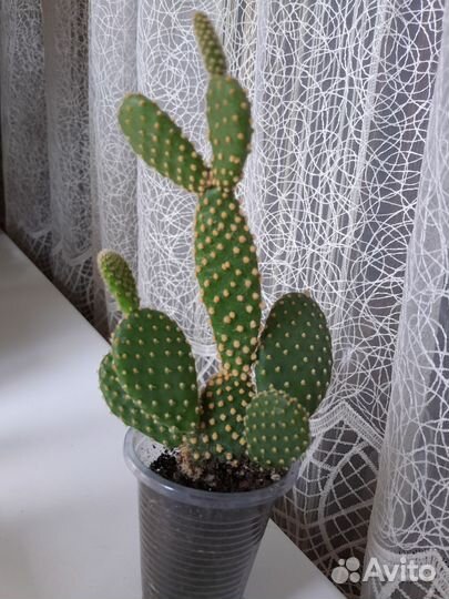 Кактус Опунция