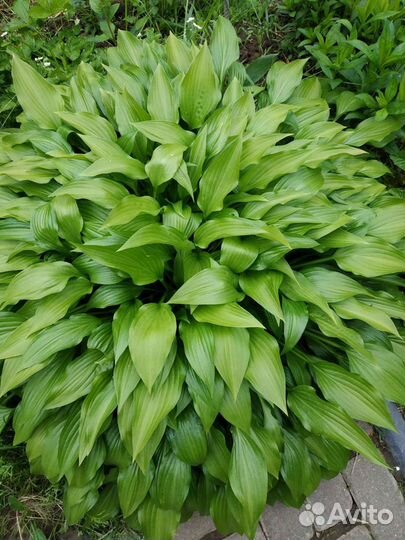 Хоста, ирисы, дельфиниум,купальница