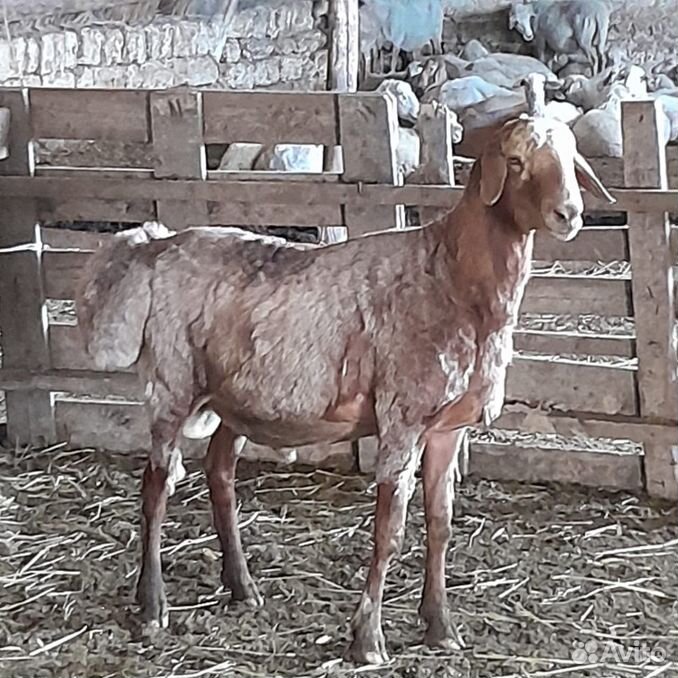 Курдючные бараны овцы