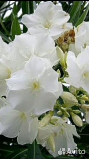 Петуния.Разная.Америка.Италия.Япония+Бюджетный сад