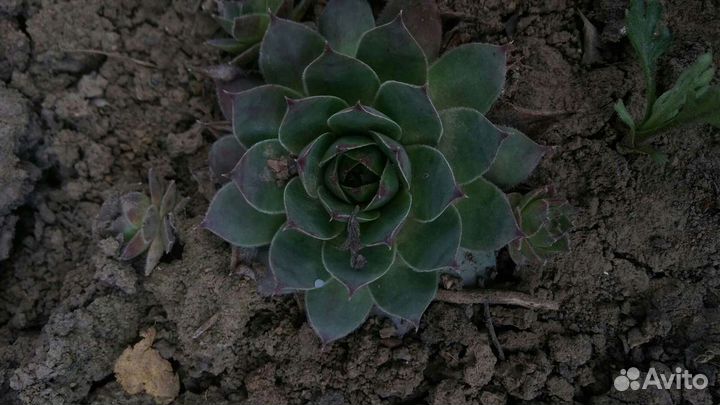 Каменная роза, хризантем, садовая ромашка крупная