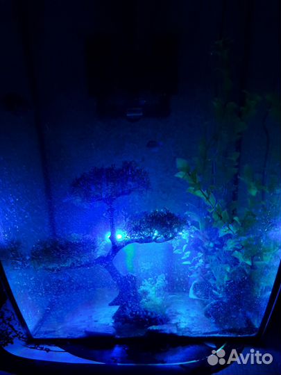 Аквариум