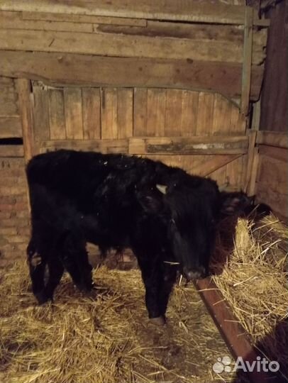 Быки и телочка