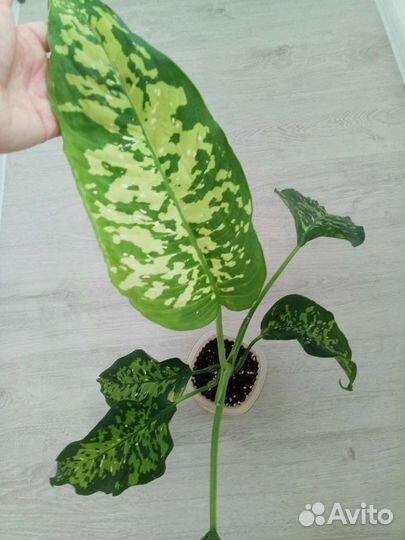 Комнатные растения