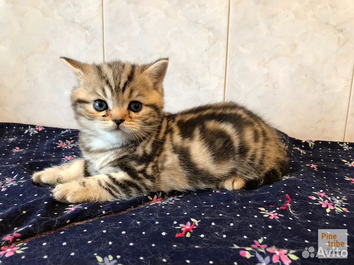 Шотландские котята девочки мраморная и пятнистая