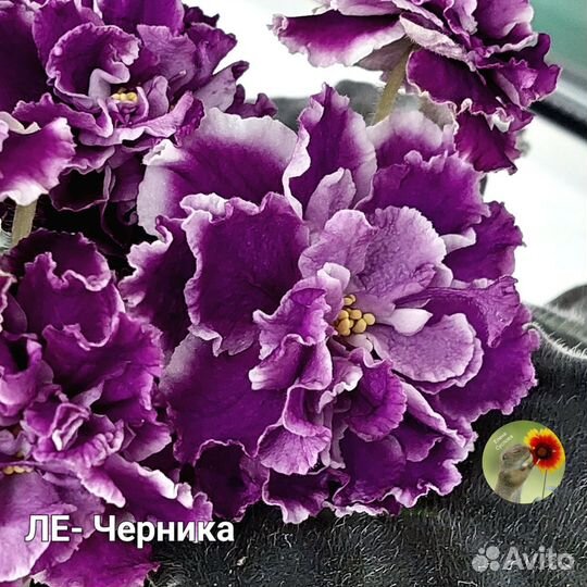 Детки сортовых фиалок