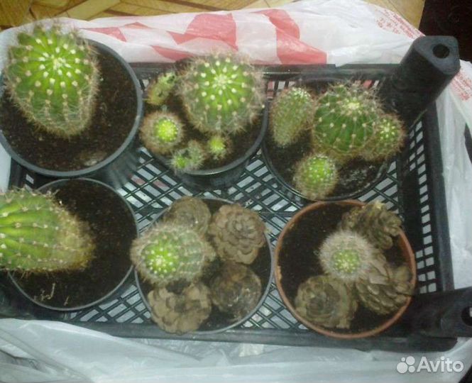 Кактусы и суккуленты