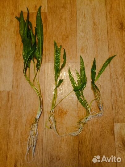 Аквариумные растения