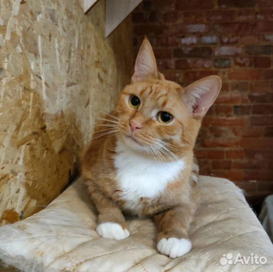 Юный котик Поня