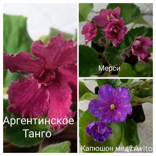 Листовые черенки фиалок