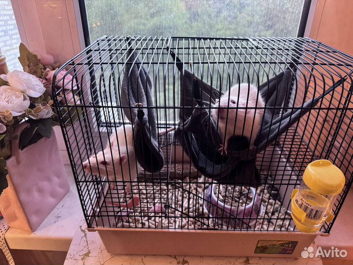 Крыса дамбо