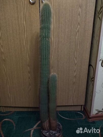 Большой кактус
