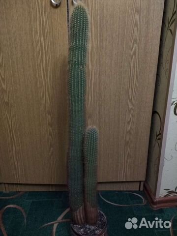 Большой кактус