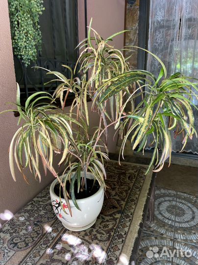 Кротоны, кордилины, пальмы и др