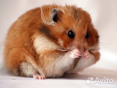 Передержка некрупных животных