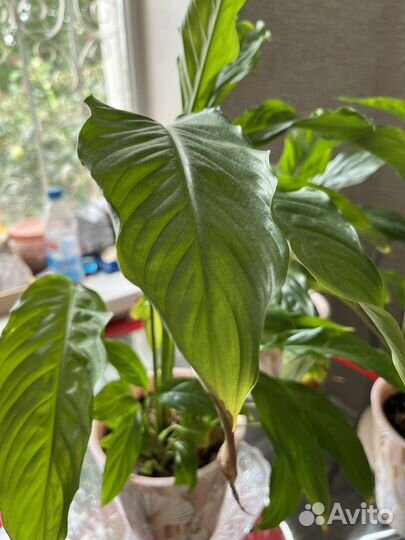 Спатифиллум