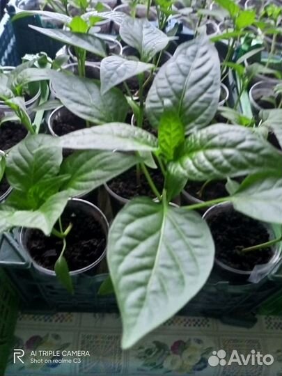 Рассада помидор, перца, баклажан, петуний