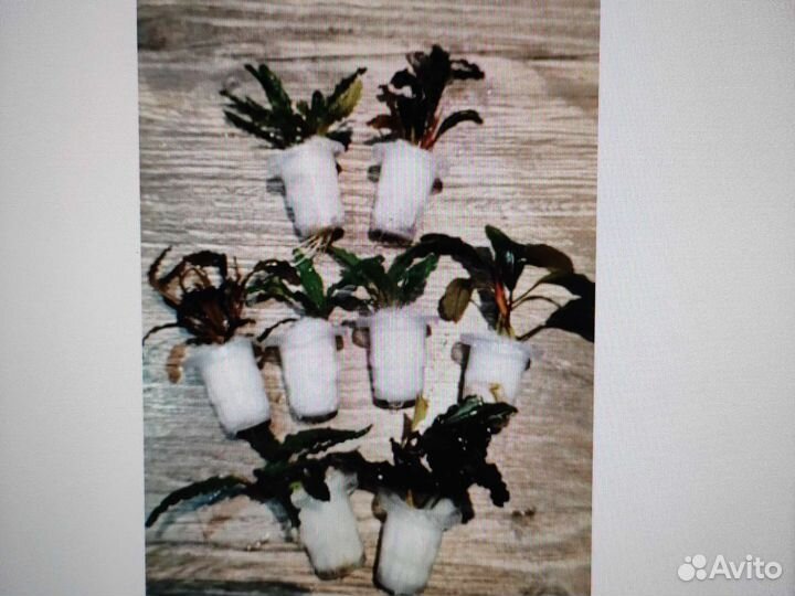 Буцефаландры растения и рыбки в ассортименте