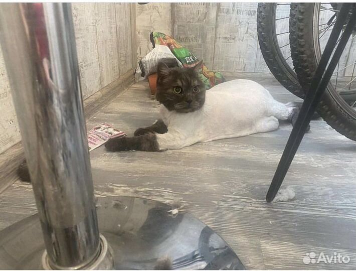 Стрижка кошек груминг