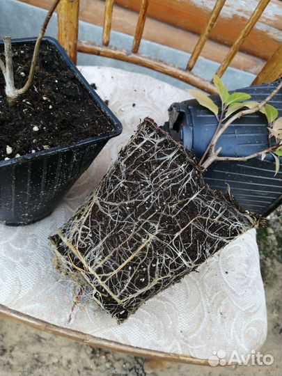 Саженцы гортензии оптом