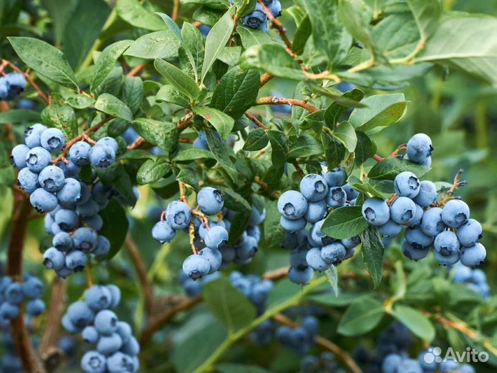 Голубика сорт Спартан