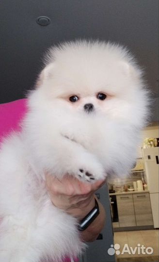 Белые и крем мальчики