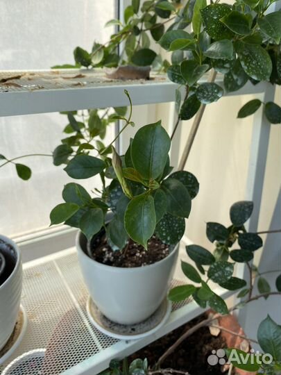 Комнатные цветы в Севастополе