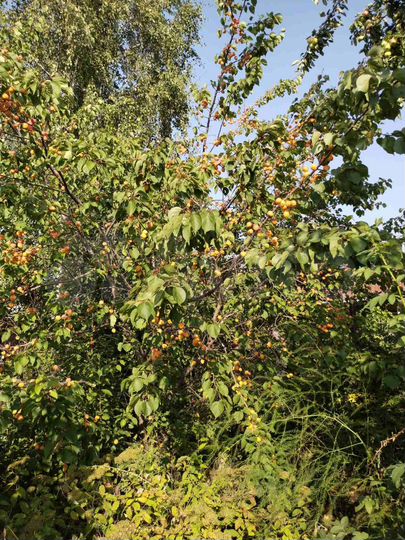 Участок 6,5 сот. (СНТ, ДНП)