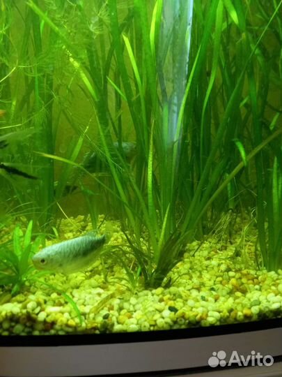 Прополка аквариумные растения