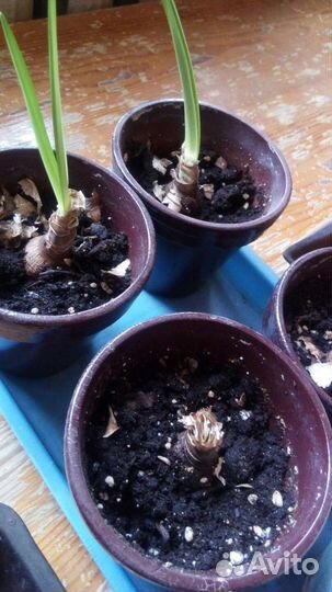 Гиппиаструм