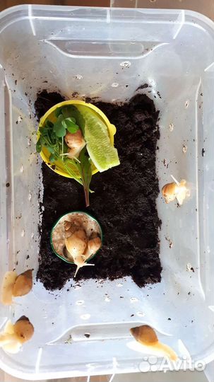 Улитки ахатины